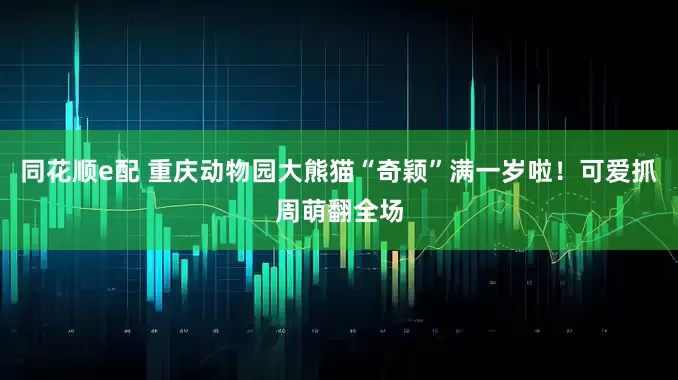 同花顺e配 重庆动物园大熊猫“奇颖”满一岁啦！可爱抓周萌翻全场