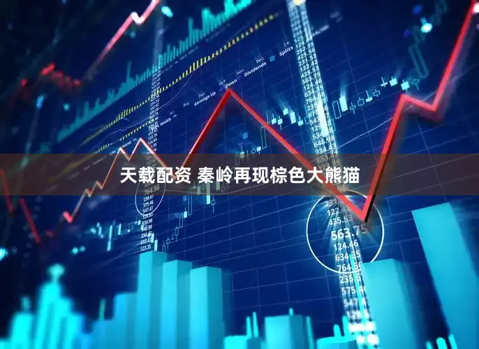 天载配资 秦岭再现棕色大熊猫